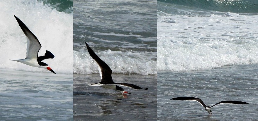Migrating cranes in Sweden